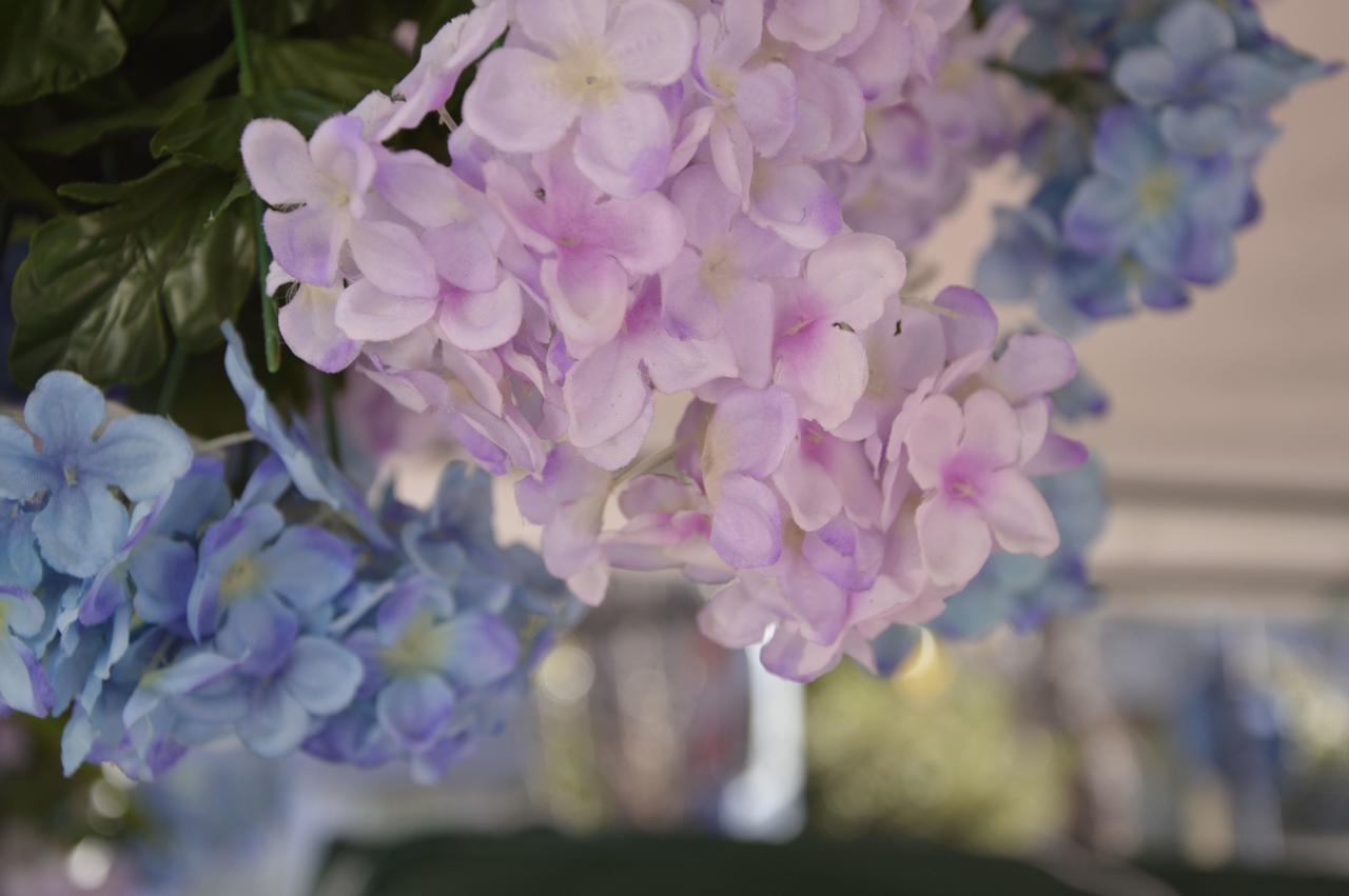 ריצ'יונה Hotel Fucsia מראה חיצוני תמונה